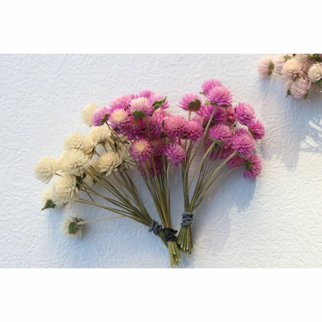 千日紅ピンクから白7色140本★ドライ短い茎付き ハンドメイドのフラワー/ガーデン(ドライフラワー)の商品写真