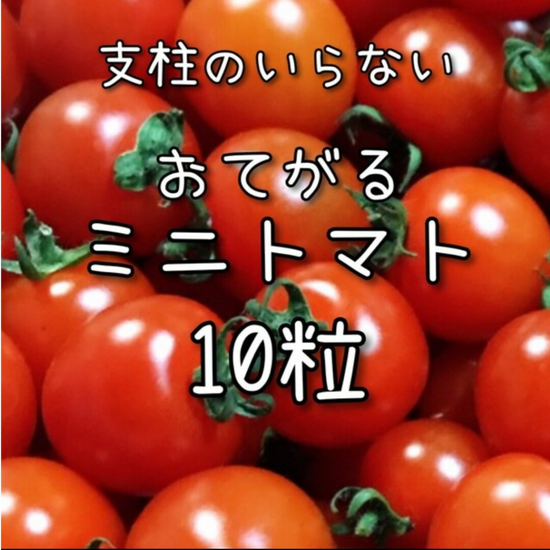 【ミニトマトのタネ】10粒 種子 種 野菜 夏野菜 その他のその他(その他)の商品写真