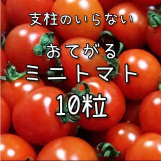 【ミニトマトのタネ】10粒 種子 種 野菜 夏野菜(その他)