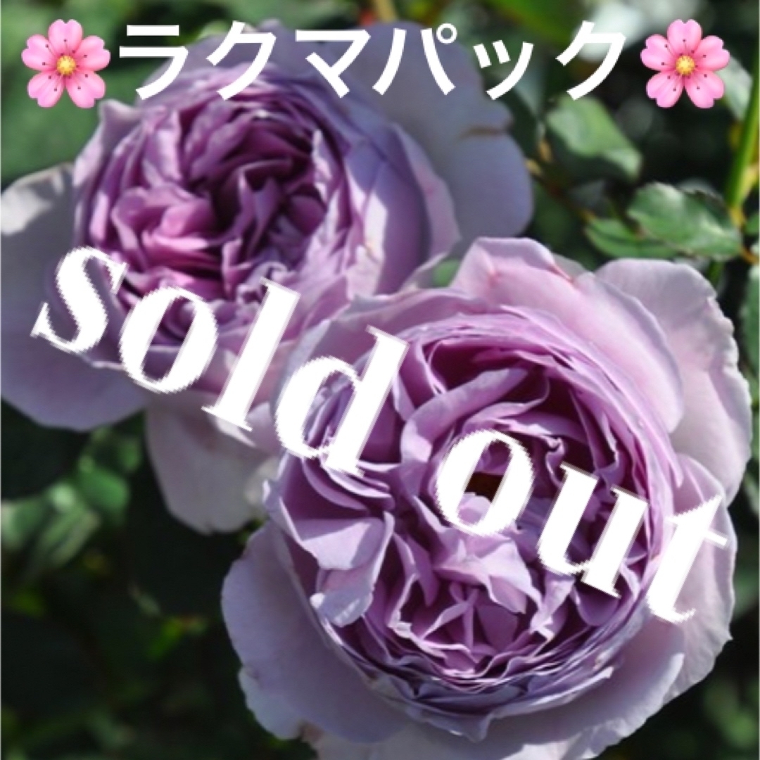 sold out????《バラ苗 リラ 蕾あり✨》⭐︎ラクマパック⭐︎ - その他