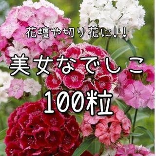 【美女なでしこのタネ】100粒 種子 種 ナデシコ 撫子 花(その他)