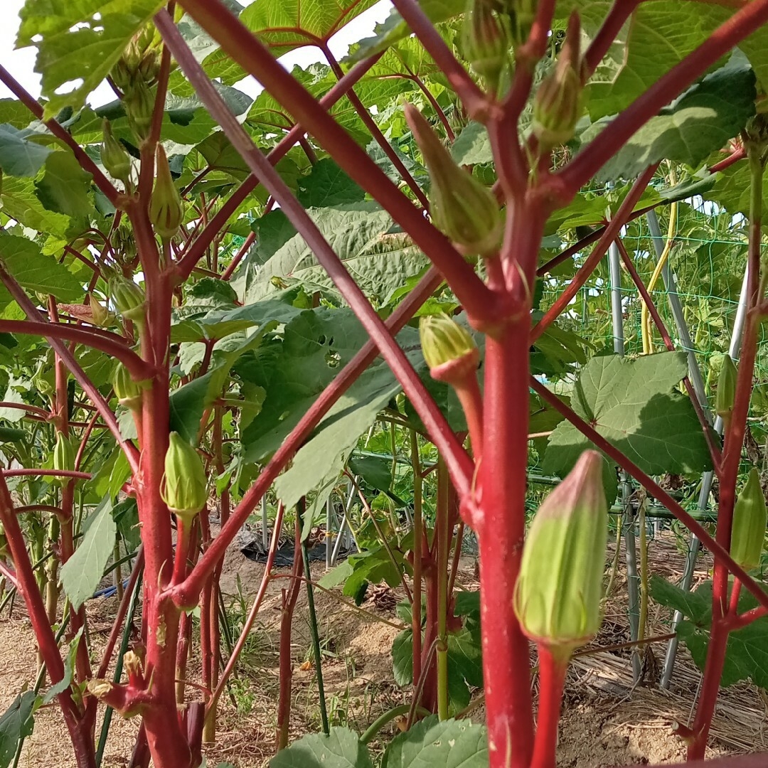 無農薬野菜　野菜詰め合わせ　（80サイズ） 食品/飲料/酒の食品(野菜)の商品写真