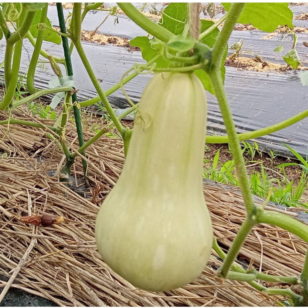 無農薬野菜　野菜詰め合わせ　（80サイズ） 食品/飲料/酒の食品(野菜)の商品写真