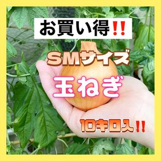 丹波の玉ねぎＳＭサイズ10キロ入‼️(野菜)