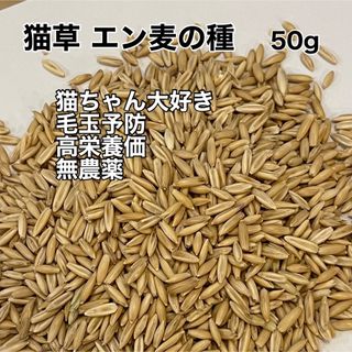 猫草 ネコ草 エン麦 えんむぎ 50g 種 国産 植物 毛玉ケア 緑肥(猫)