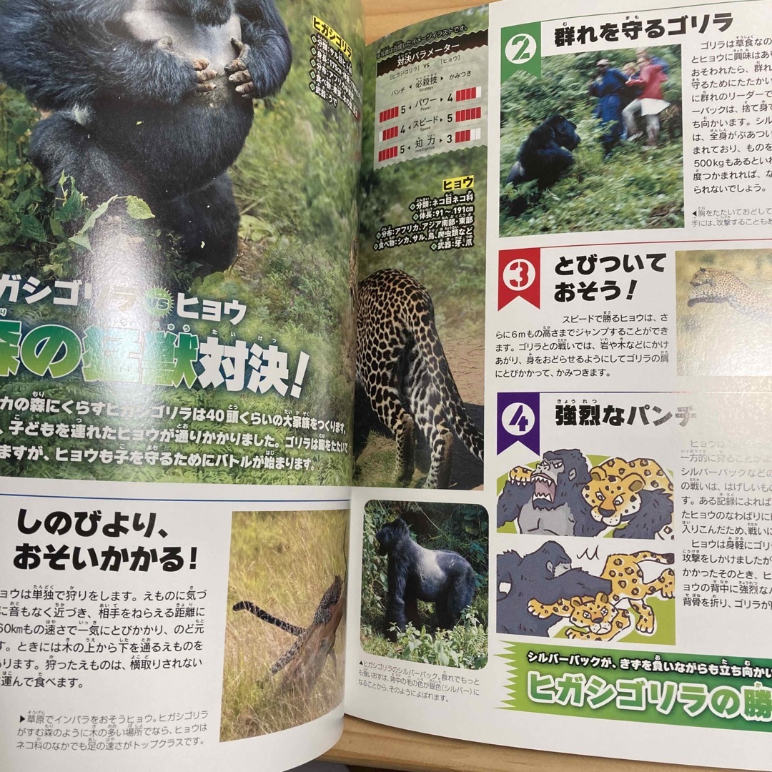 動物バトル図鑑　カバー、帯、DVD付き