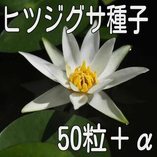 【50粒＋α】ヒツジグサ（未草・スイレン）の種子(その他)