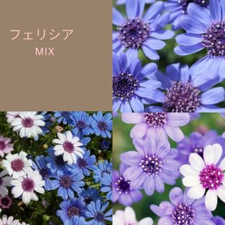 30粒　花色3色　上向きにブッシュ状に沢山咲く　✦フェリアmix✦　花の種(その他)