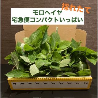 【栽培中農薬不使用！】モロヘイヤ　宅急便コンパクト　いっぱい　採れたて500g超(野菜)