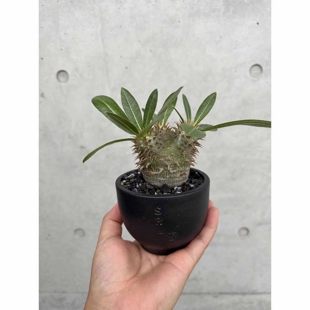 pachypodium eburneum パキポディウム     エブレネウムフラワー/ガーデン