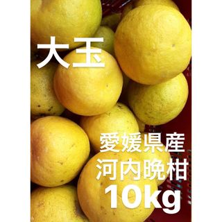 愛媛県産　大玉　宇和ゴールド　河内晩柑　10kg(フルーツ)