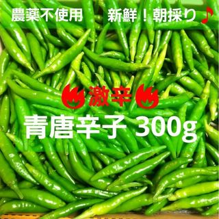 新鮮！朝採り　青唐辛子300g　激辛(野菜)