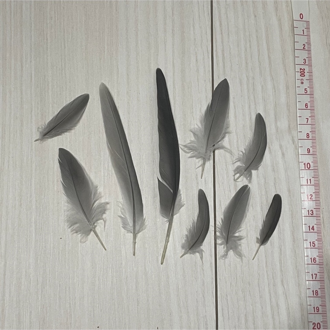 鳥の羽　インコ ハンドメイドの素材/材料(各種パーツ)の商品写真