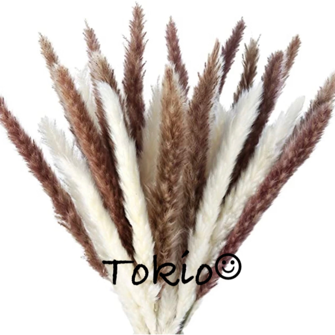 パンパスグラス無農薬10本+サービス2本(メルカリ便120cm) - 植物