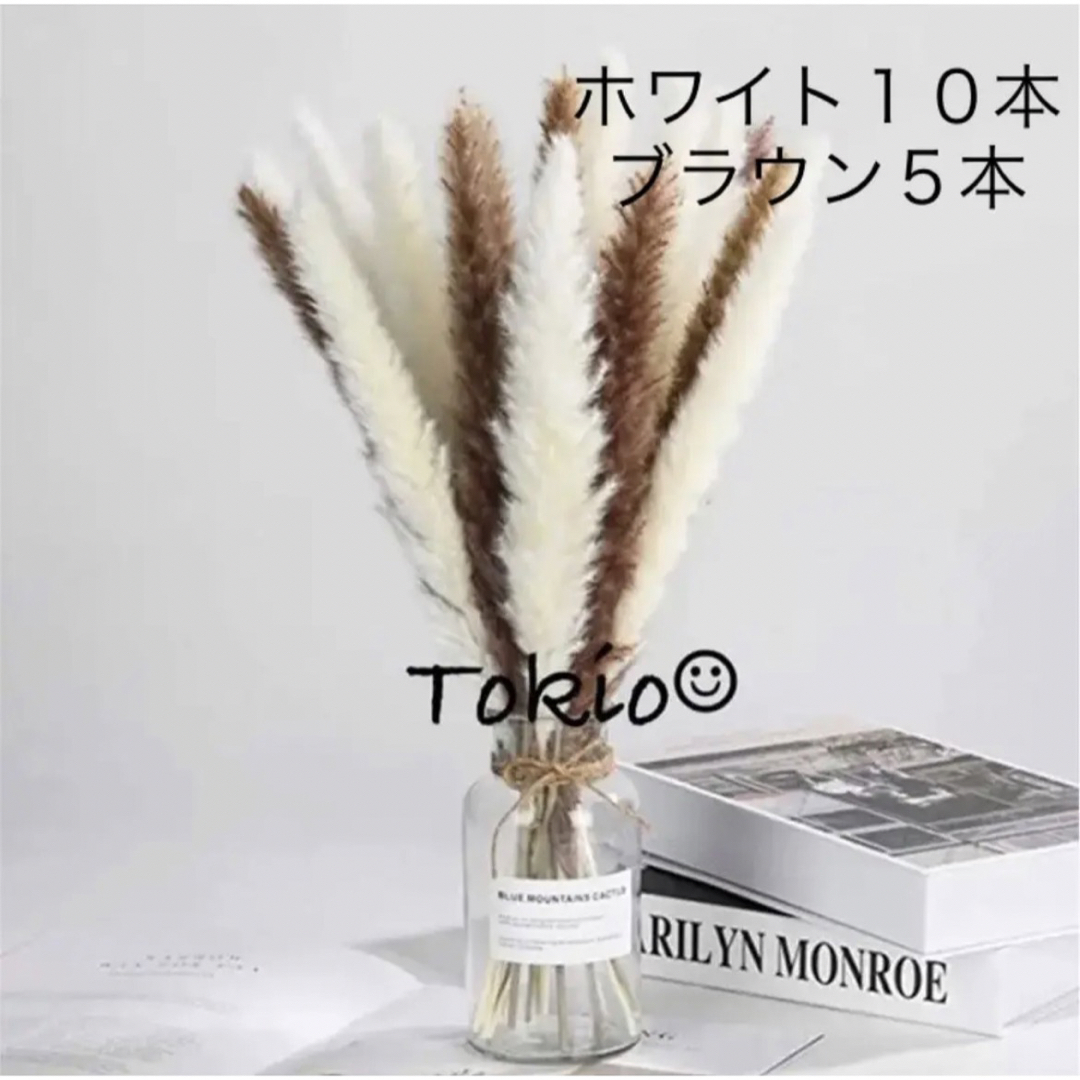 パンパスグラス無農薬10本+サービス2本(メルカリ便120cm) - 植物