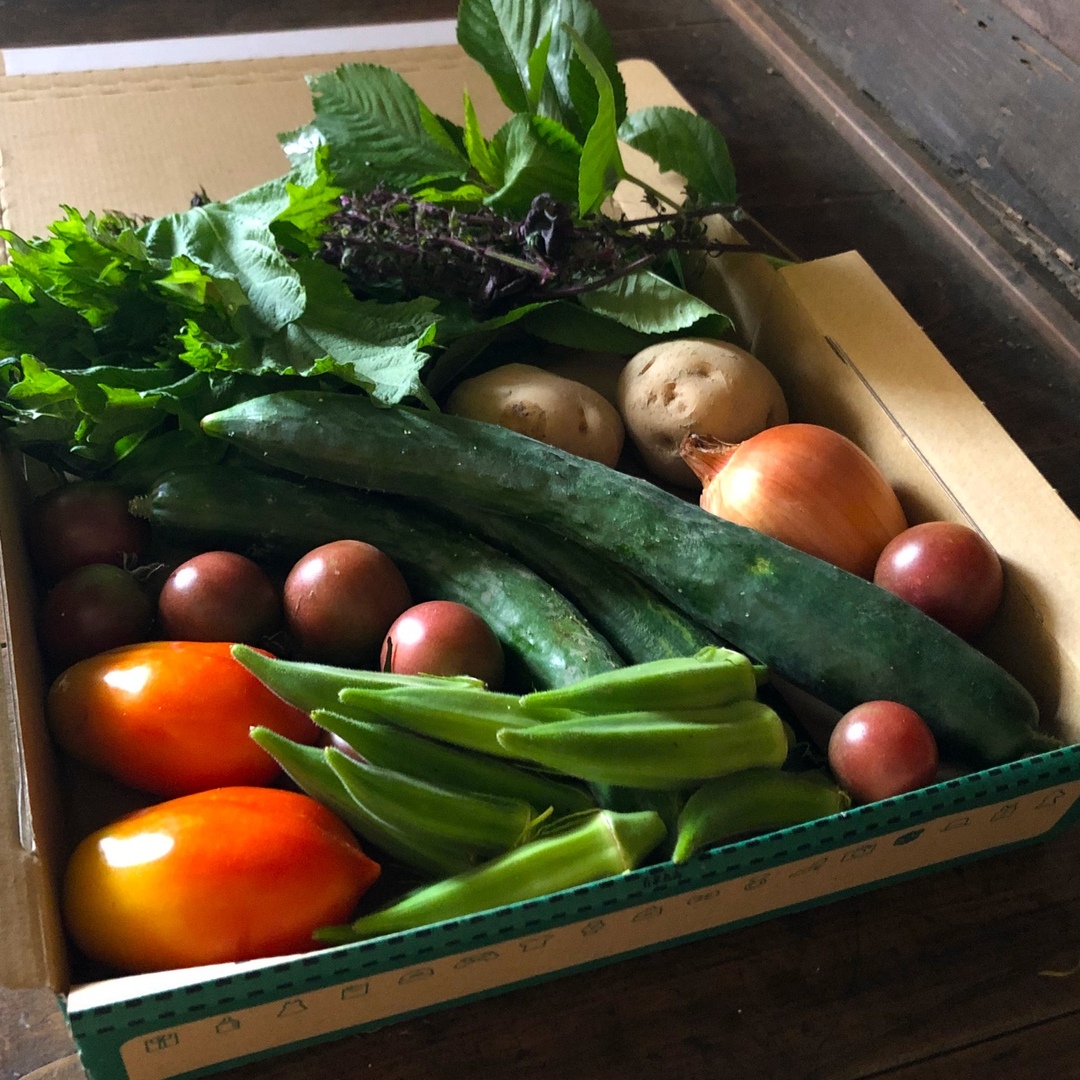 農薬：栽培期間中不使用 ♪旬野菜　詰め合わせ♪コンパクト　採りたて！ 食品/飲料/酒の食品(野菜)の商品写真