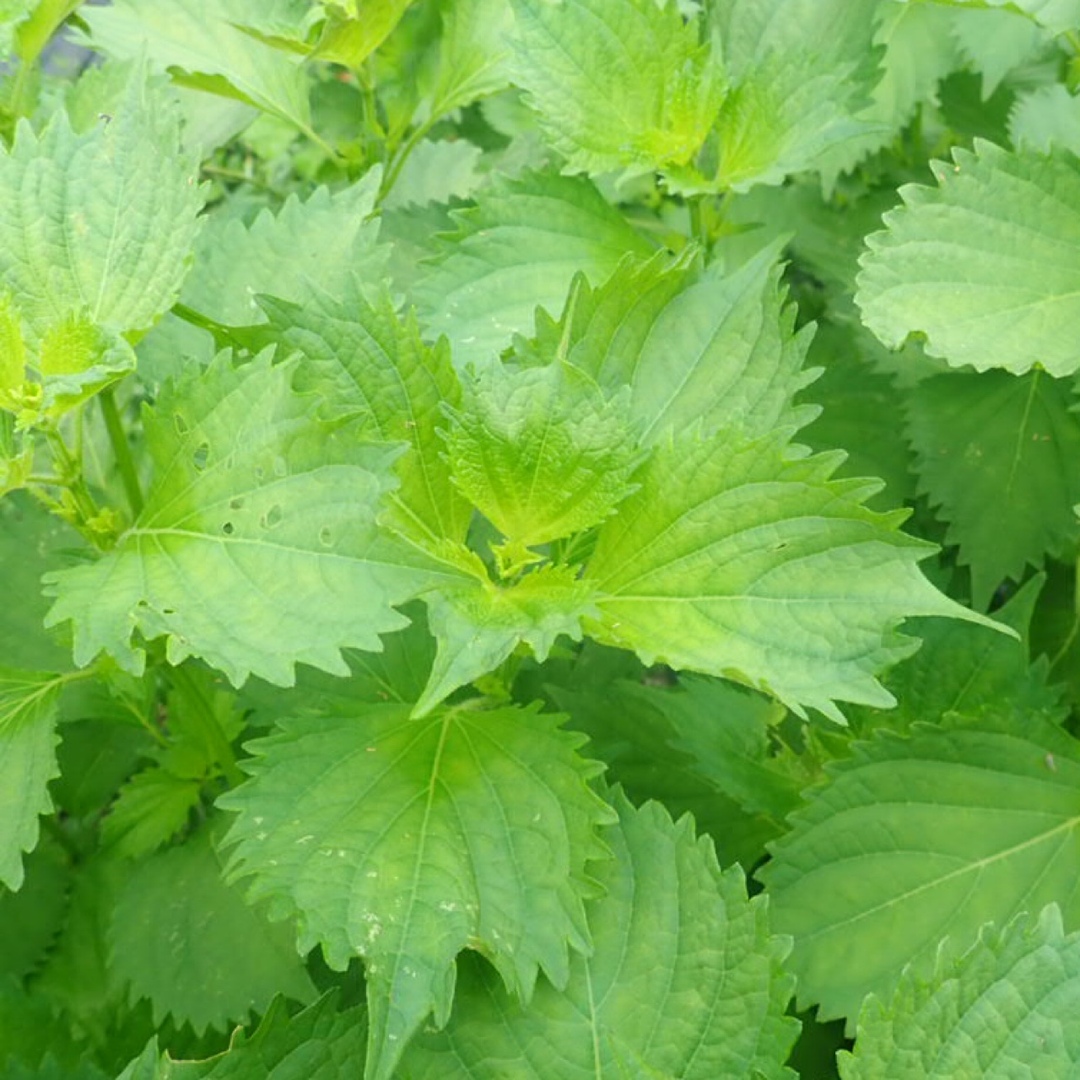 農薬：栽培期間中不使用 ♪旬野菜　詰め合わせ♪コンパクト　採りたて！ 食品/飲料/酒の食品(野菜)の商品写真