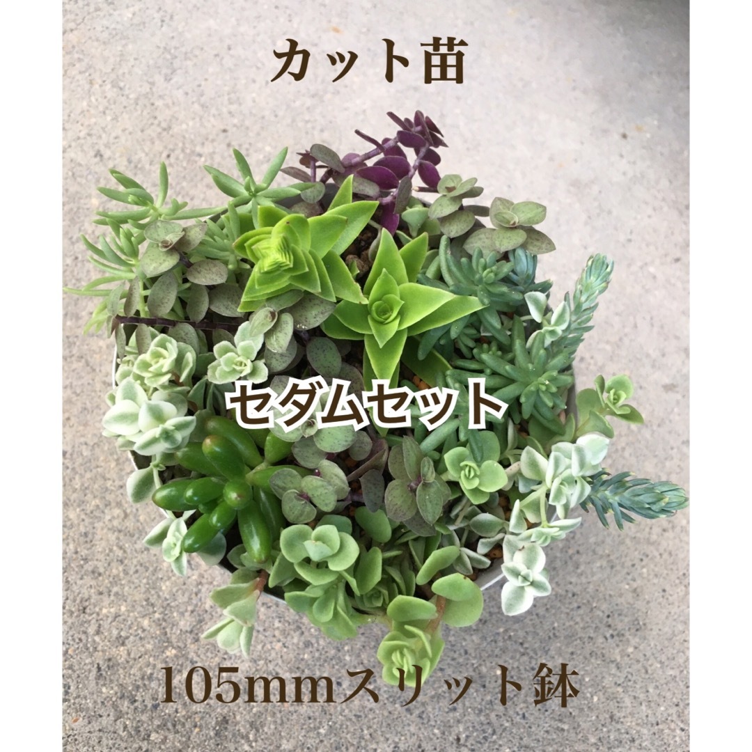 多肉植物　セダムセット♡ベッラディンヴェルノ 入り ハンドメイドのフラワー/ガーデン(その他)の商品写真