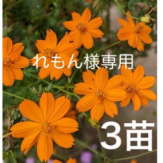 キバナコスモス　黄花秋桜　3苗　☆お値下げしました☆(プランター)