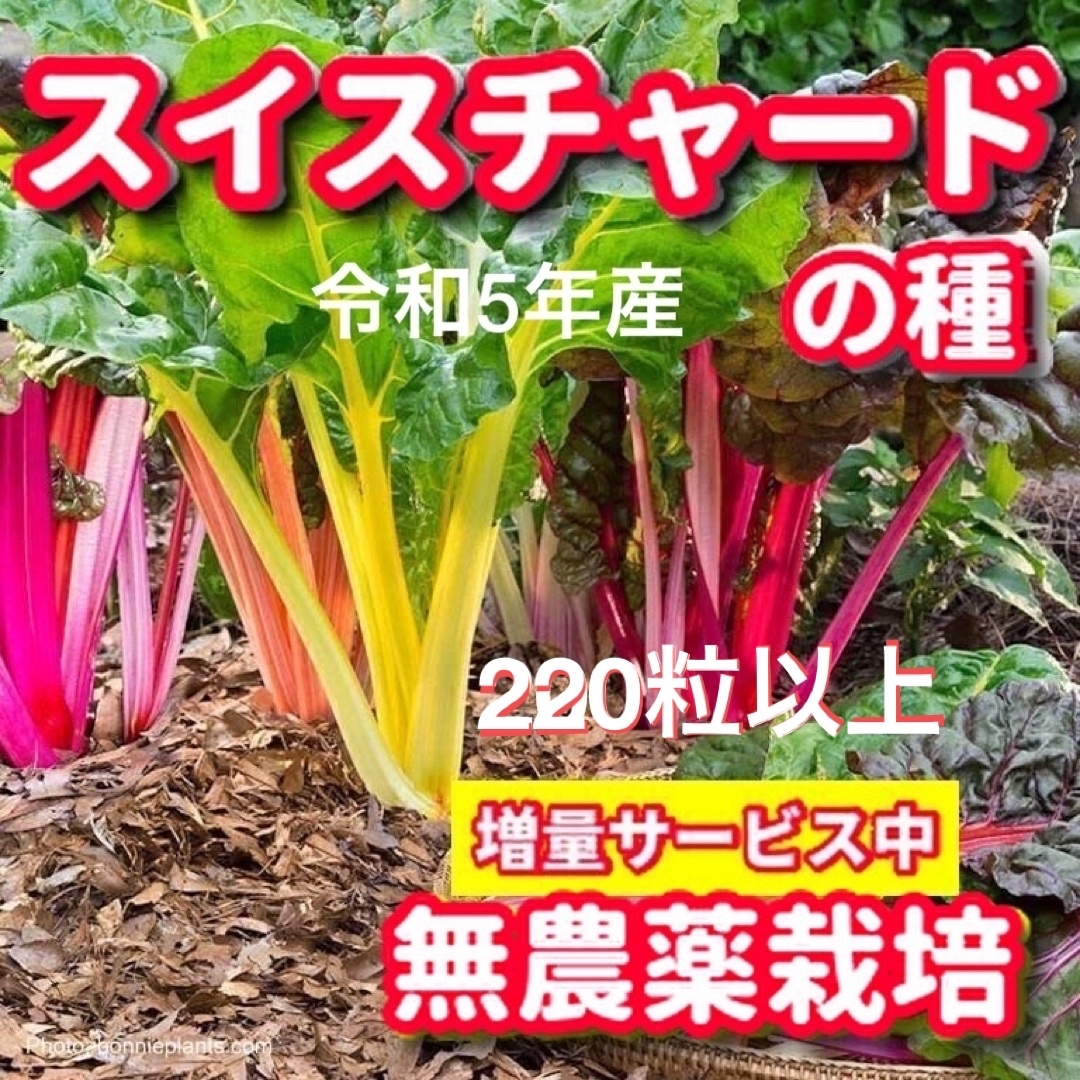 スイスチャード種【220粒以上】★令和5年産・無農薬栽培の種 食品/飲料/酒の食品(野菜)の商品写真