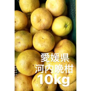 愛媛県産　宇和ゴールド　河内晩柑　10kg(フルーツ)