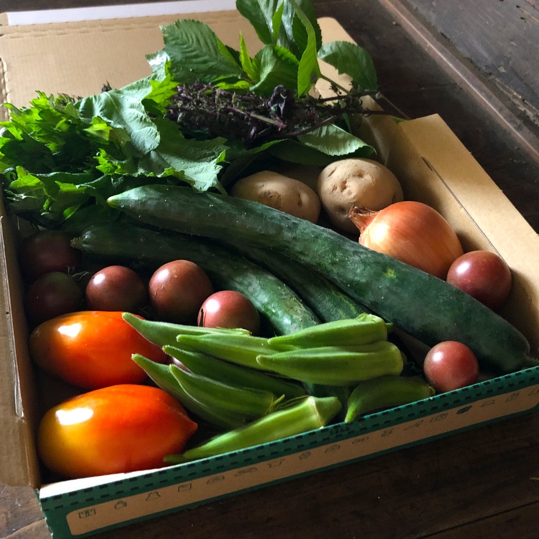 農薬：栽培期間中不使用 ♪旬野菜　詰め合わせ♪コンパクト　採りたて！ 食品/飲料/酒の食品(野菜)の商品写真