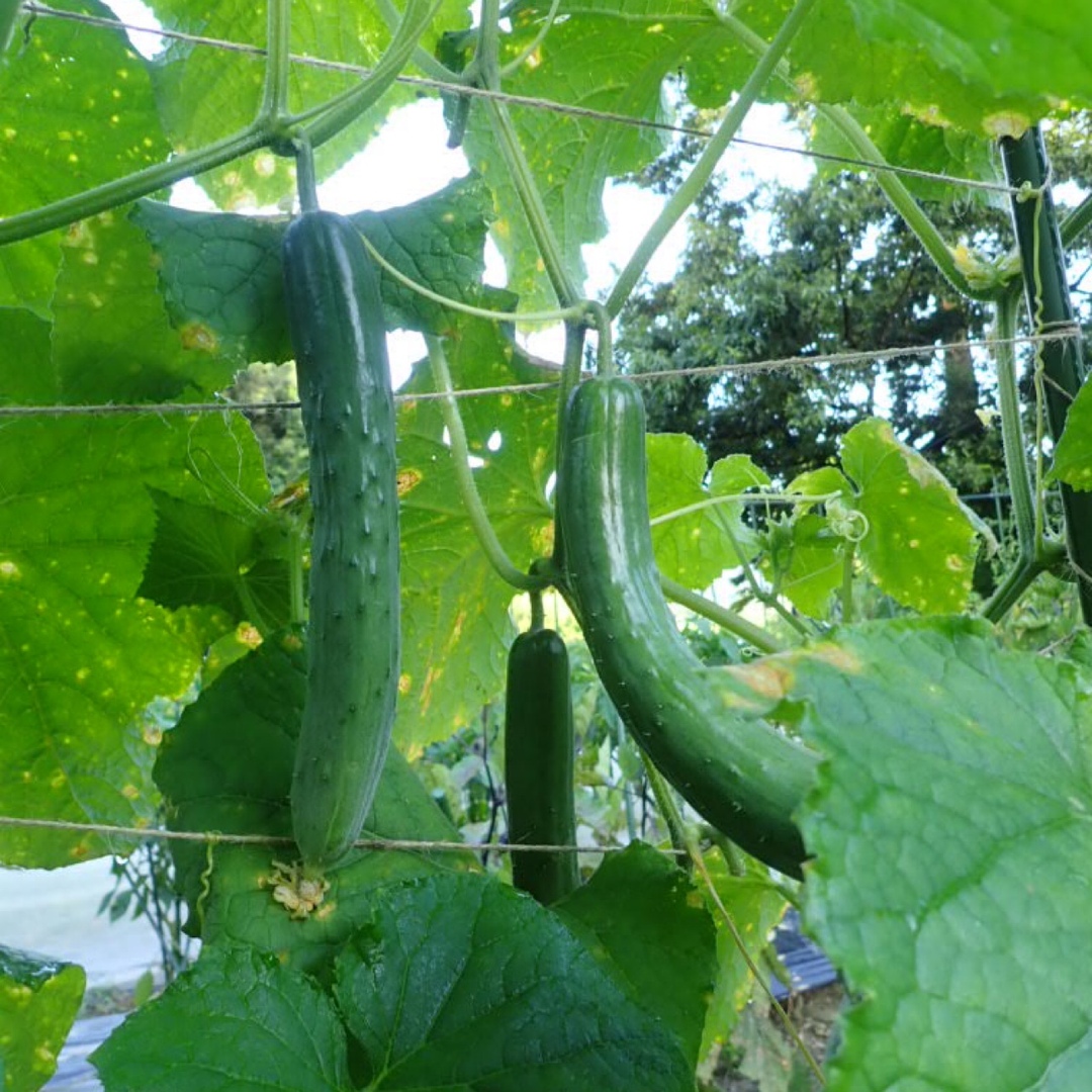 農薬：栽培期間中不使用 ♪旬野菜　詰め合わせ♪コンパクト　採りたて！ 食品/飲料/酒の食品(野菜)の商品写真