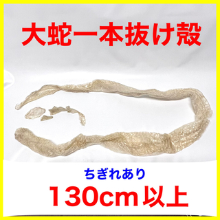 蛇抜け殻 脱皮 一本抜け殻 大蛇  130cm〜(爬虫類/両生類用品)