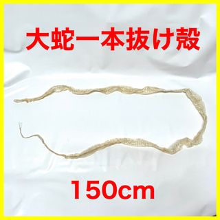 大蛇抜け殻 脱皮 一本抜け殻 150cm(爬虫類/両生類用品)