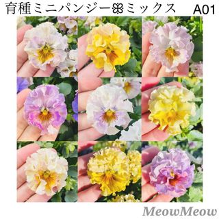 【A01】MeowMeow交配 フリルミニパンジーの種 混合 30粒(その他)