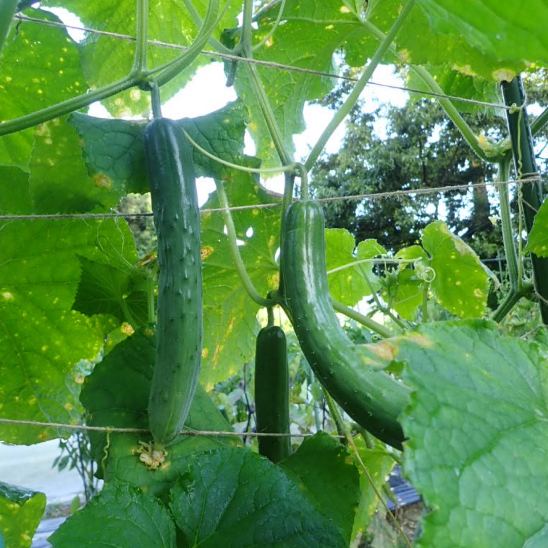 農薬：栽培期間中不使用 ♪旬野菜　詰め合わせ♪コンパクト　採りたて！ 食品/飲料/酒の食品(野菜)の商品写真