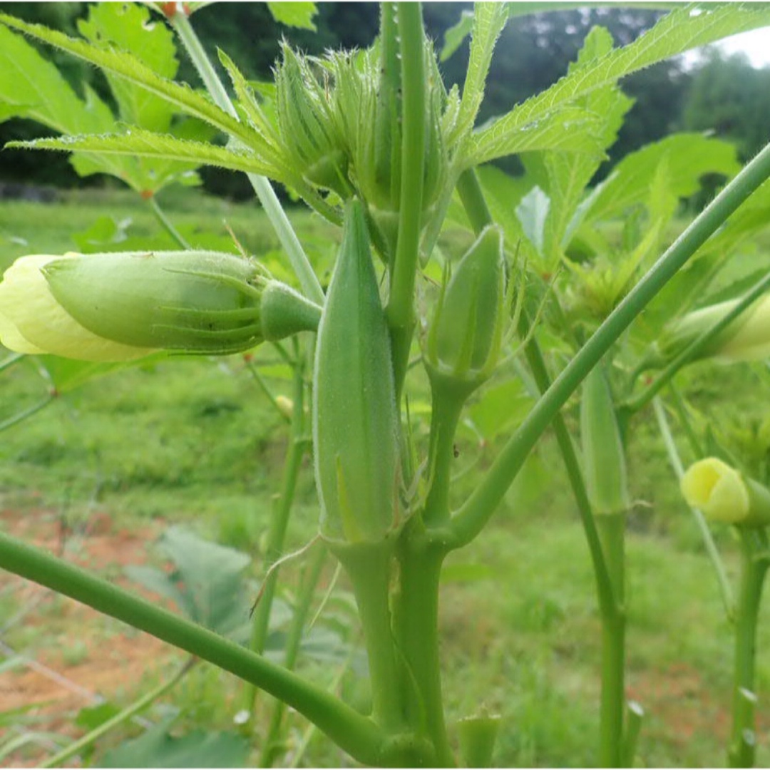 農薬：栽培期間中不使用 ♪旬野菜　詰め合わせ♪コンパクト　採りたて！ 食品/飲料/酒の食品(野菜)の商品写真