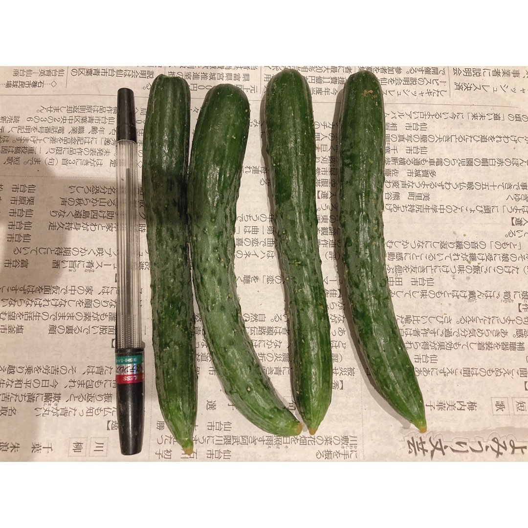 【お買い物マラソン応援価格】野菜詰め合わせ ピーマン 宅急便コンパクト 食品/飲料/酒の食品(野菜)の商品写真