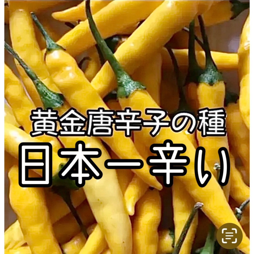 日本一辛い唐辛子 黄金唐辛子の種  40粒 食品/飲料/酒の食品(野菜)の商品写真