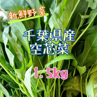千葉県産　空芯菜　1.5キロ(野菜)