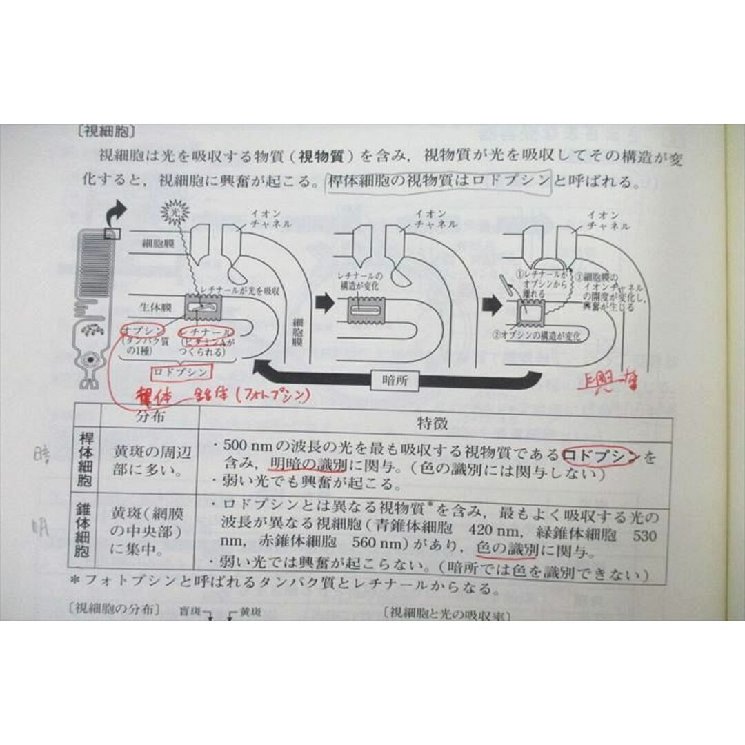 UP25-094 東進 ハイレベル生物 Part1/2 Vol.1/2 テキスト通年セット 2013 計4冊 田部眞哉 36M0D