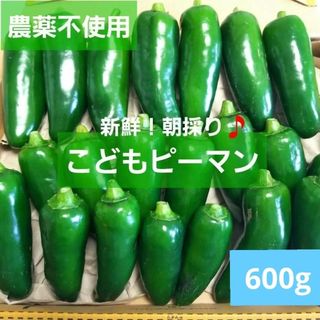 新鮮！朝採り♪　こどもピーマン　600g(野菜)