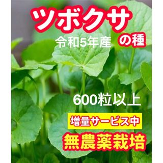 ツボクサの種【600粒以上】無農薬栽培の種・★想像を超える増量サービス中(野菜)