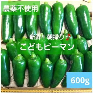 新鮮！朝採り♪　こどもピーマン　600g(野菜)