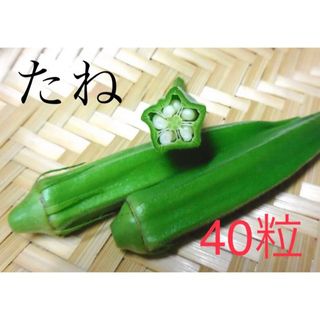 昭和からの味 五角オクラ40粒 味よし 花おくら サラダオクラ スプラウト(野菜)