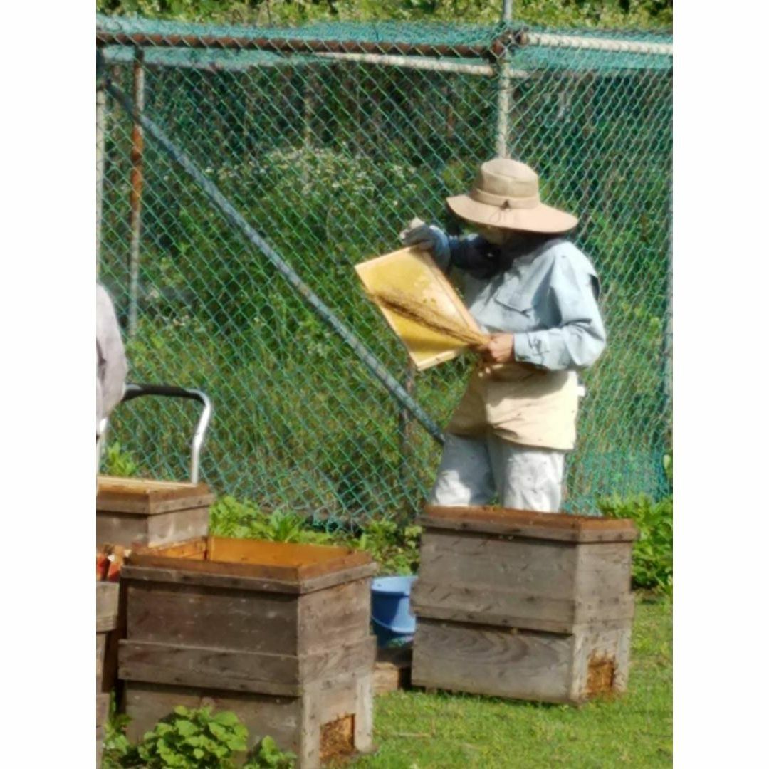 12kg 完熟 生蜂蜜　国産蜂蜜 純粋蜂蜜 無添加　非加熱　缶　新品　新蜜