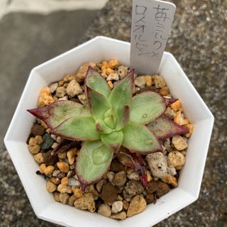 多肉植物 苺ミルク✖️ロメオルビンの通販|ラクマ