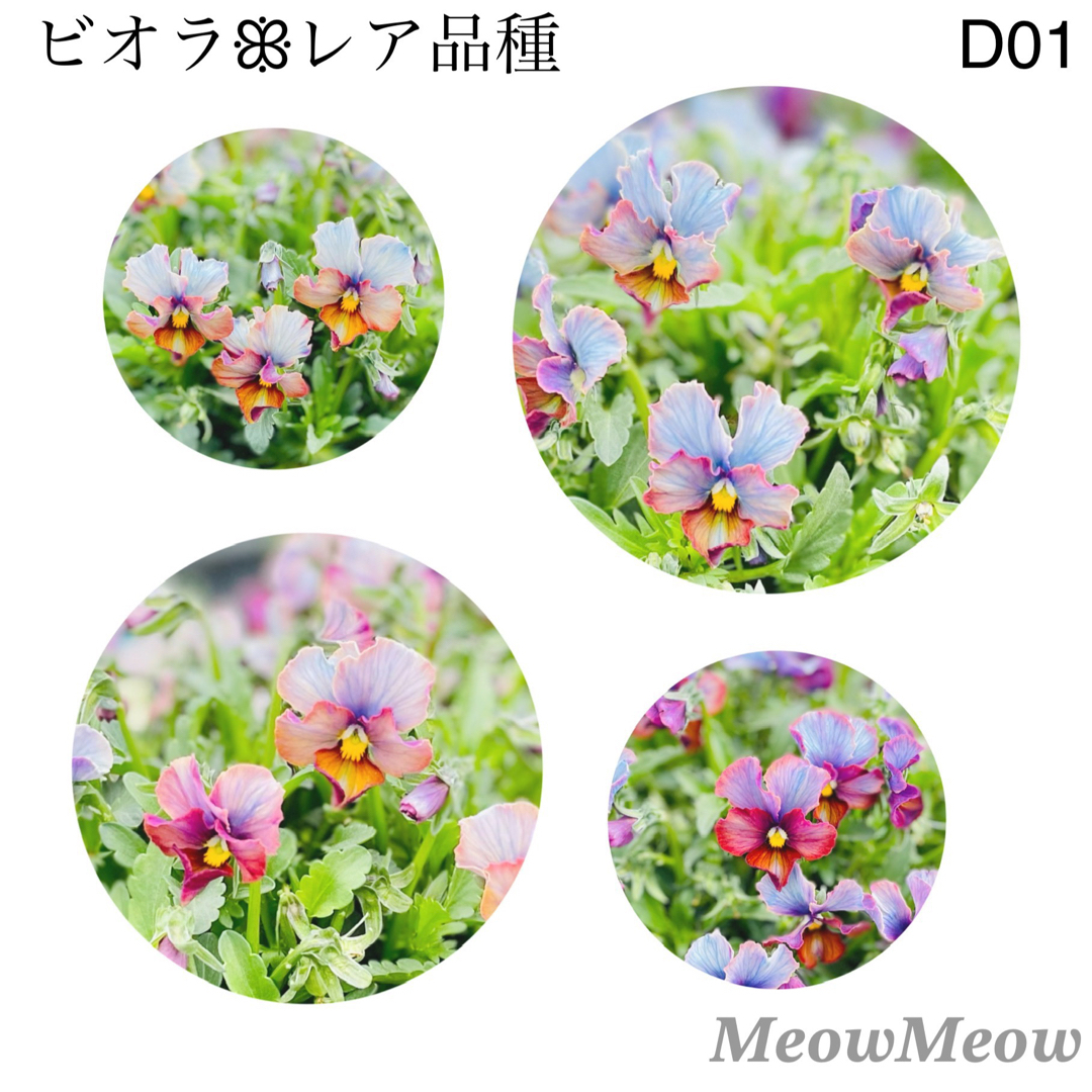 【D01】レア品種 アンティークビオラの種 25粒 ハンドメイドのフラワー/ガーデン(その他)の商品写真