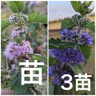 ダンギク　段菊　　根付き抜き苗Ａ　3苗　（これから花が咲きます）(プランター)