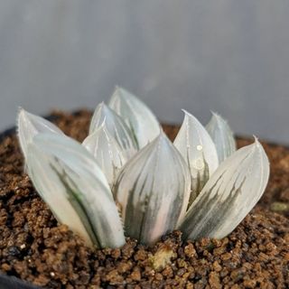 レアハオルチアコレクション・ブラックオブツーサ錦(極上錦)inわけけの
