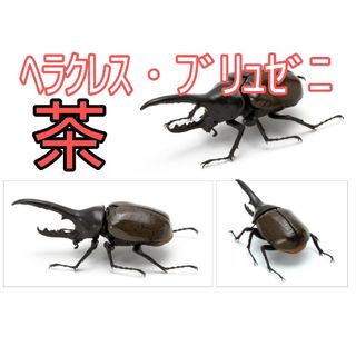 バンダイ(BANDAI)の【新品】いきもの大図鑑 かぶとむし ヘラクレス ブリュゼニ  茶 ガチャガチャ(その他)