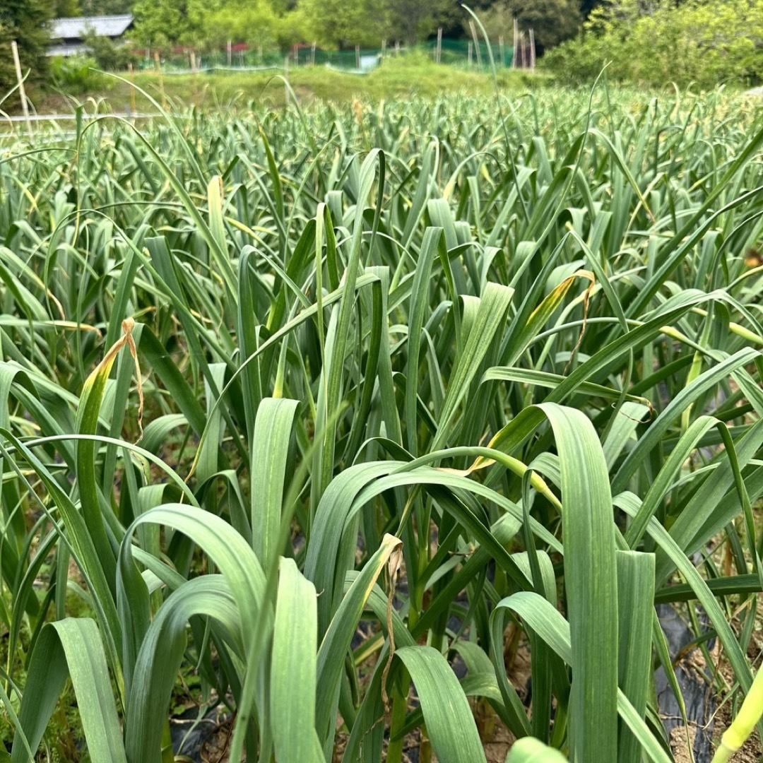 【まるでフルーツ！！】熊本県産  黒にんにく 50粒 農薬を使わずに栽培しました 食品/飲料/酒の食品(野菜)の商品写真