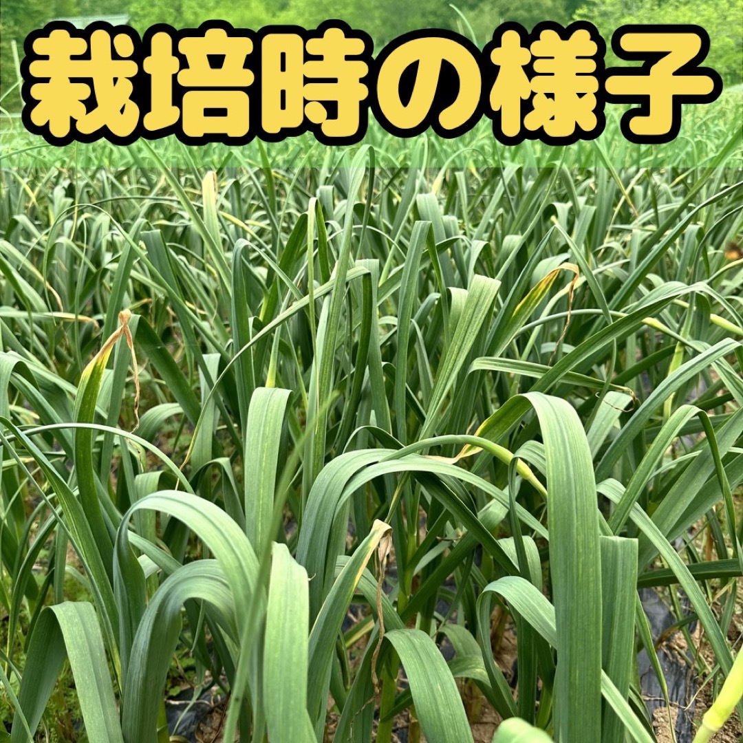 【まるでフルーツ！！】熊本県産  黒にんにく 50粒 農薬を使わずに栽培しました 食品/飲料/酒の食品(野菜)の商品写真