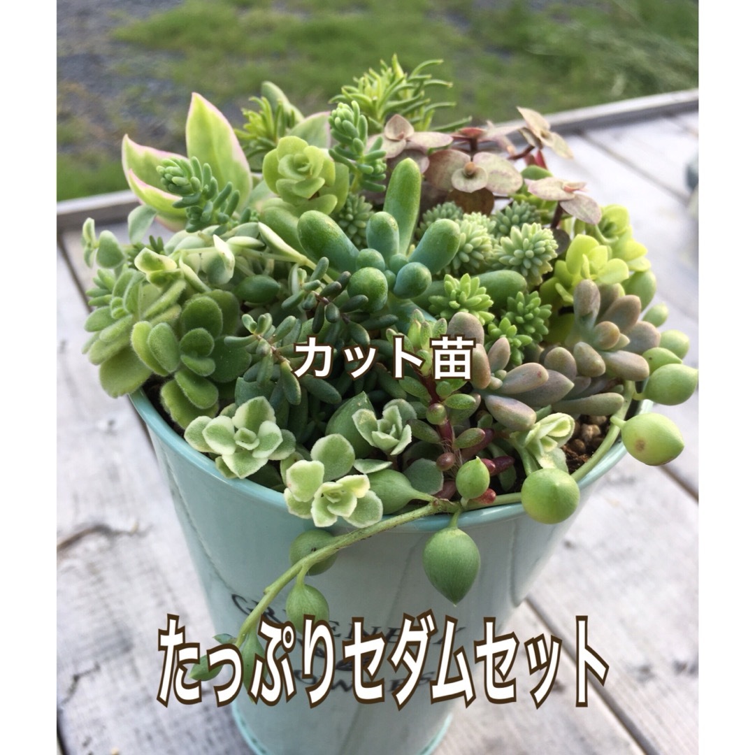 多肉植物　たっぷりセダムセット(15種類以上) ハンドメイドのフラワー/ガーデン(その他)の商品写真