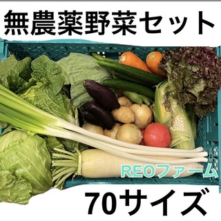 愛知県産　野菜　詰め合わせ　セット　70サイズ(野菜)